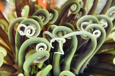 sea anemone marine teams background