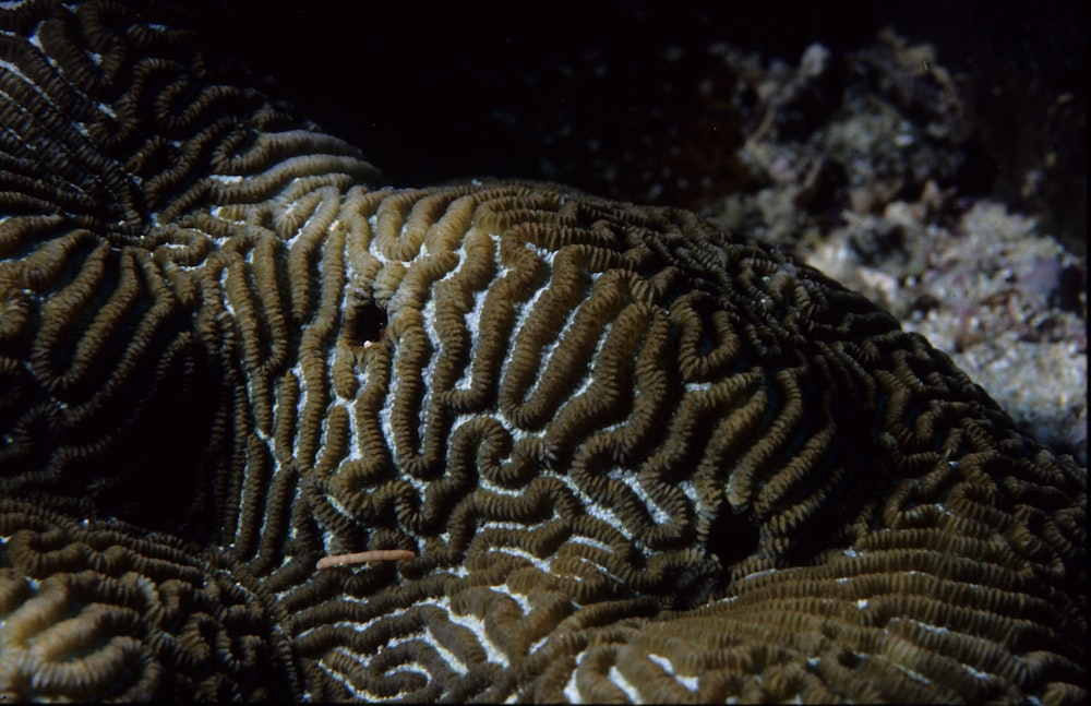 Arrecife de un árbol. Coral. 