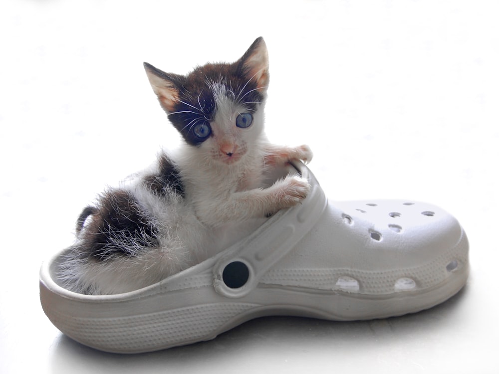 calico kitten on white rubber clog shoe