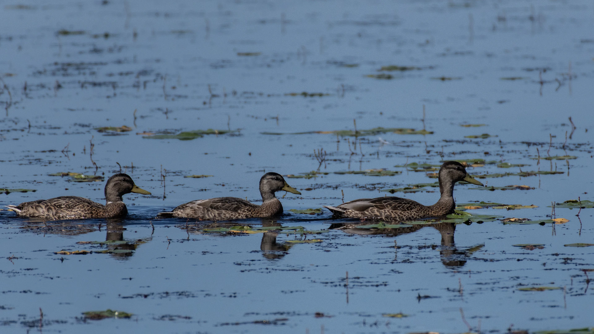 three mallard ducks on lake