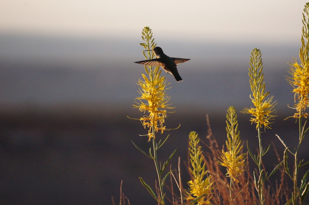 Kolibri fliegt um Gras herum