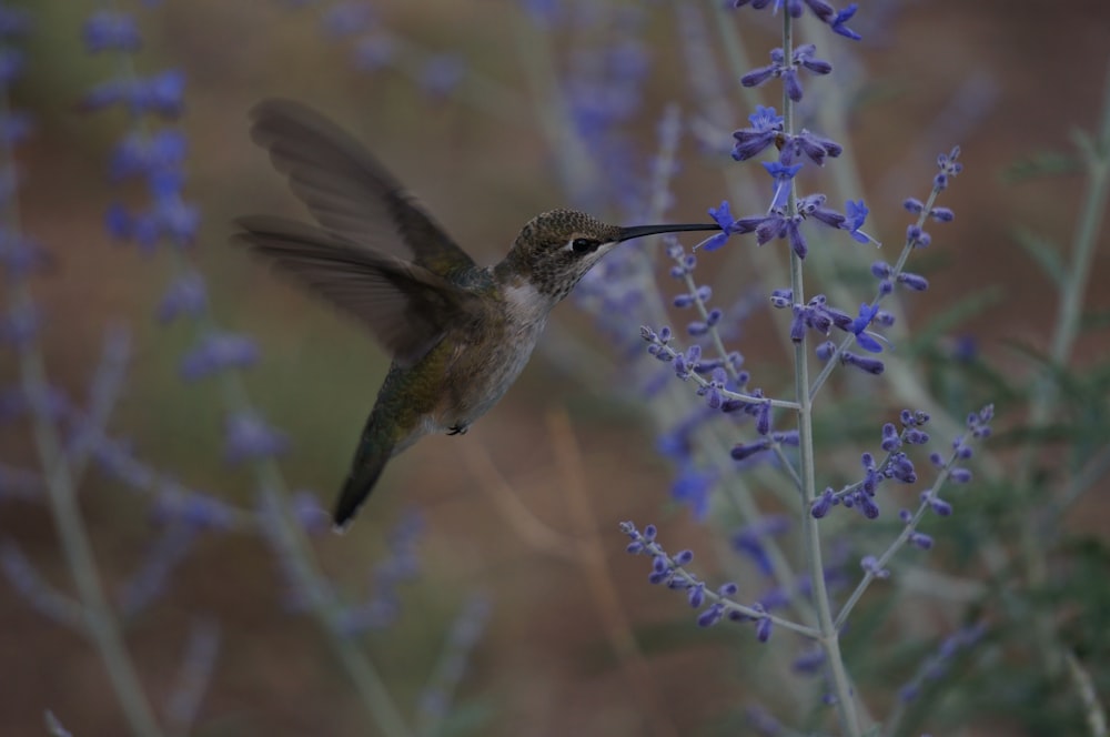 brown bird