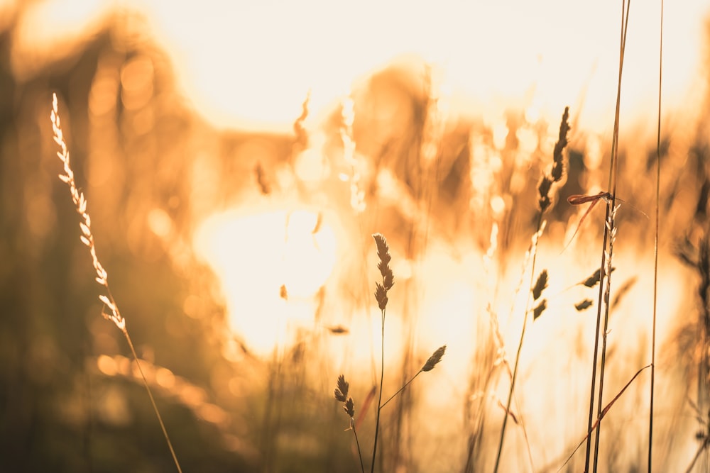 wheat field