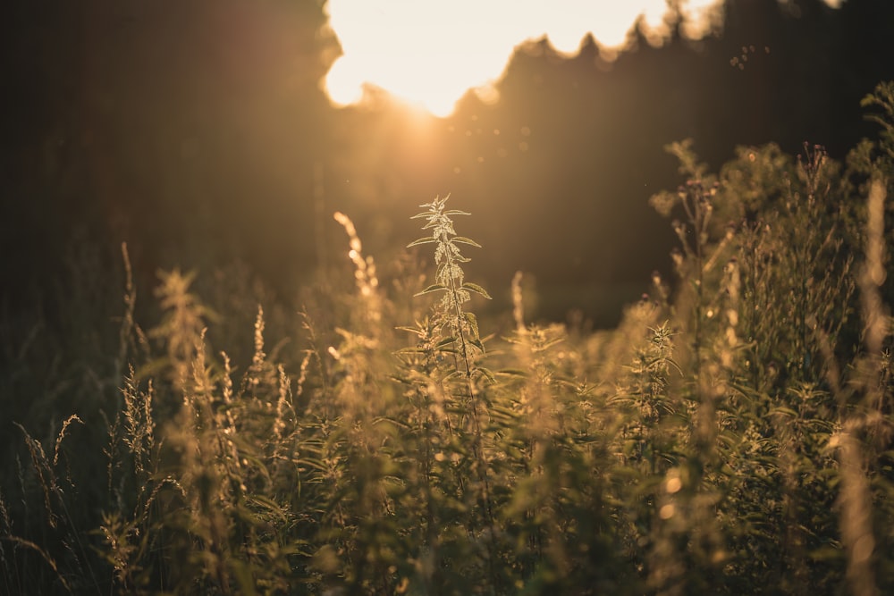 selective focus photography of green leaf plant during sunset