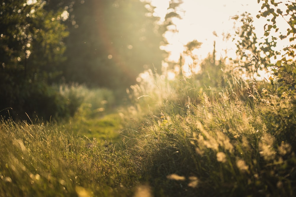 grass field