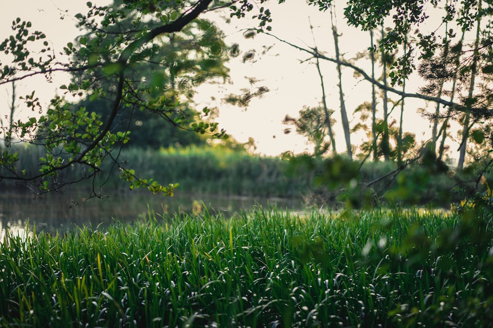 green trees