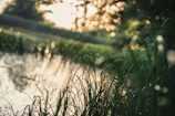 Soft sunlight filtering through tall grasses beside a calm forest pond.