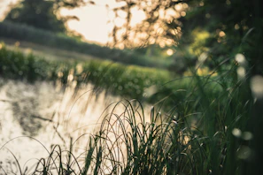Soft sunlight filtering through tall grasses beside a calm forest pond.