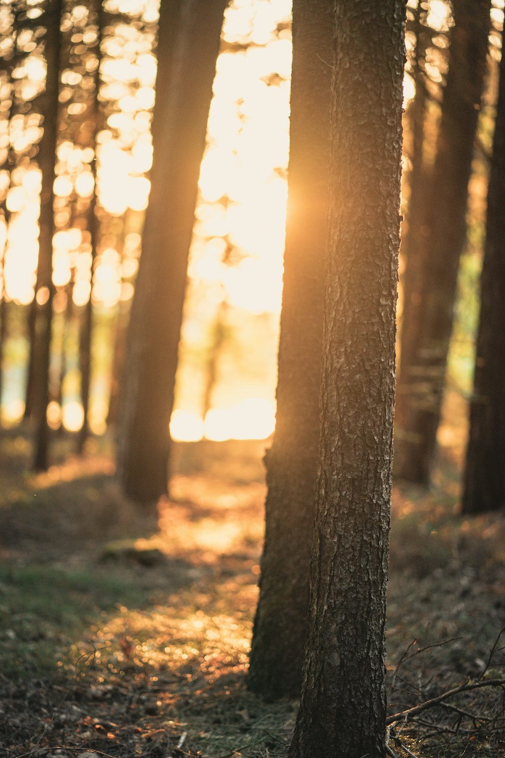 field of trees