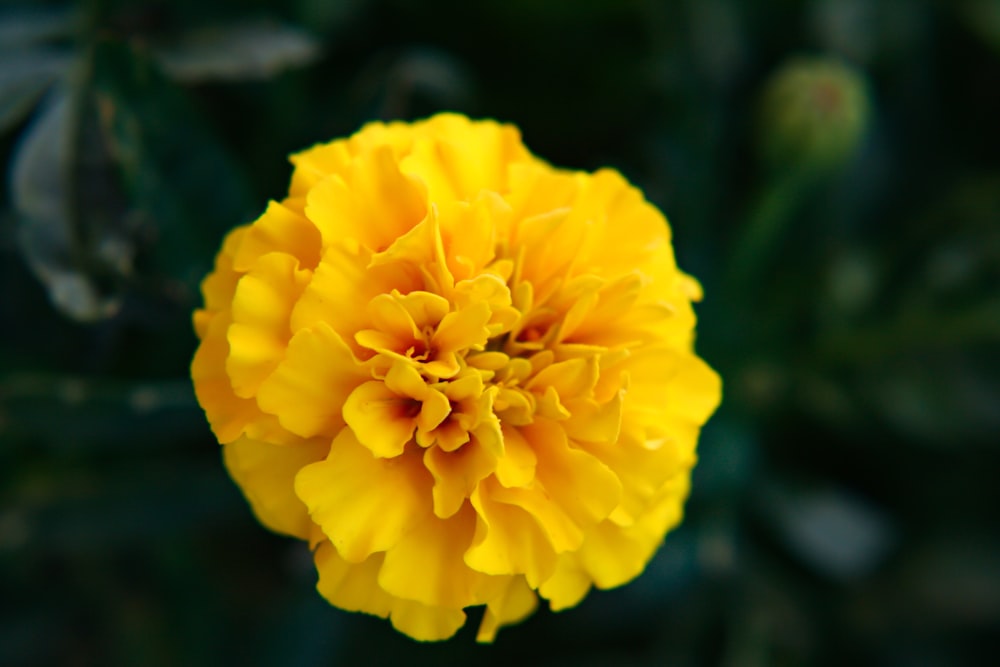 yellow petaled flower