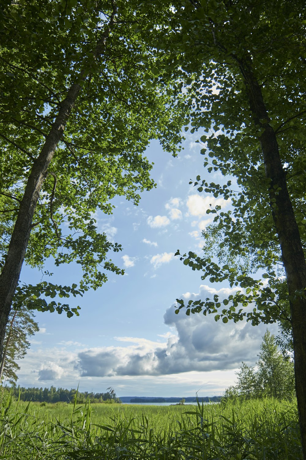 green-leafed trees during daytime