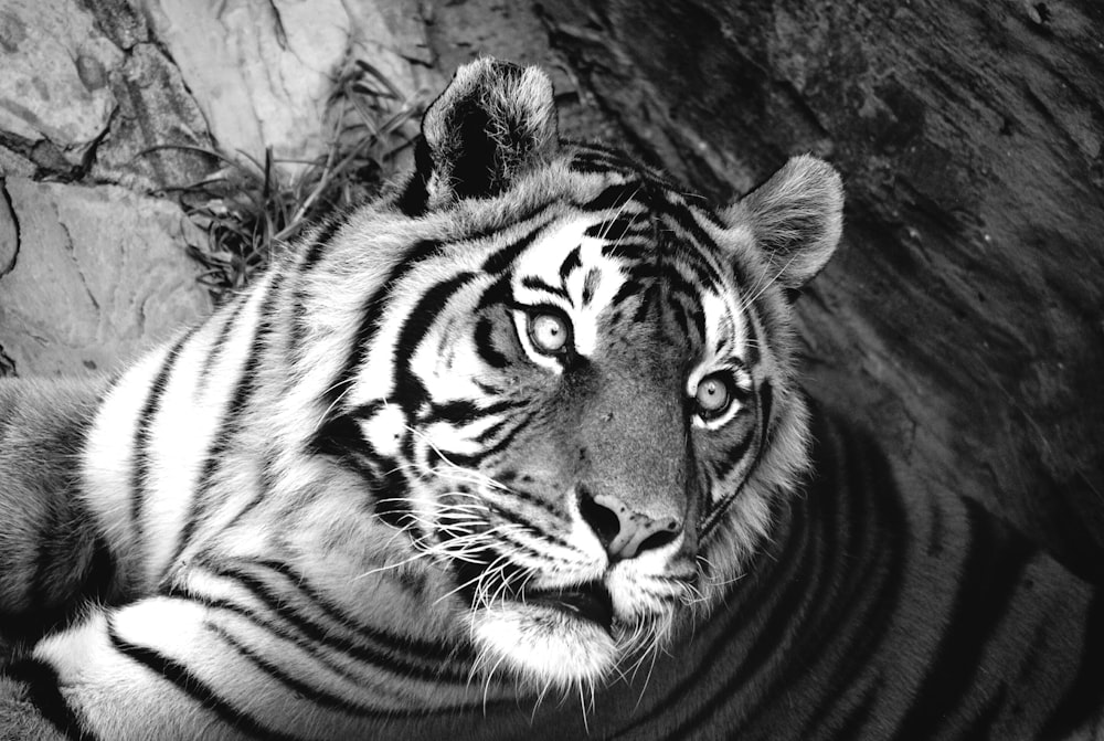 greyscale photo of tiger