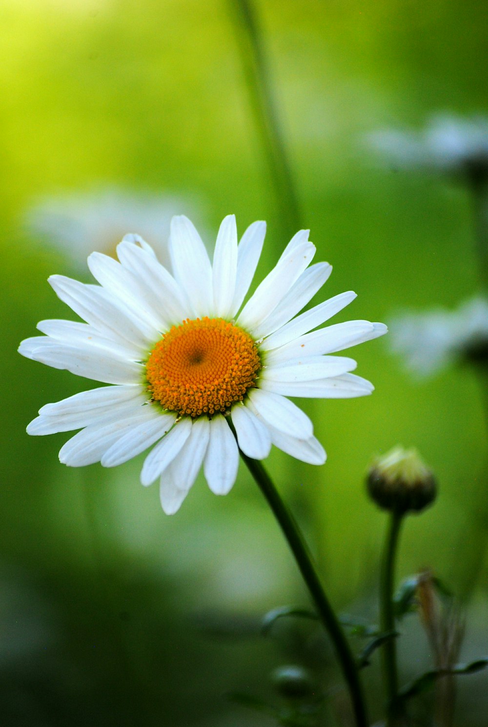 flor branca da margarida