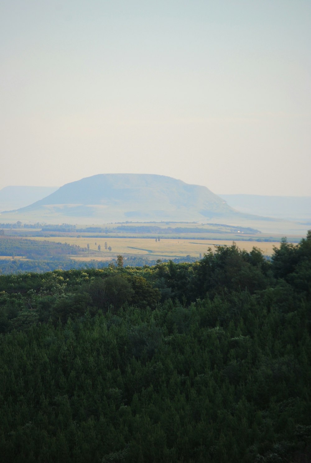 trees near mountain