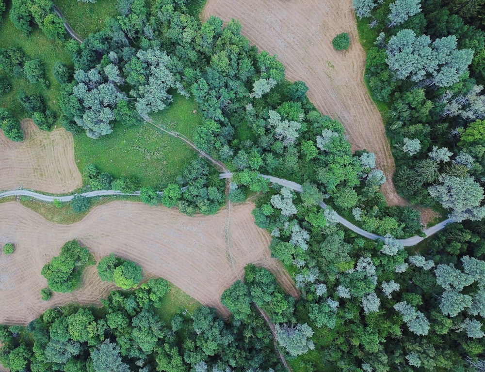 top angle photography of green leaf trees