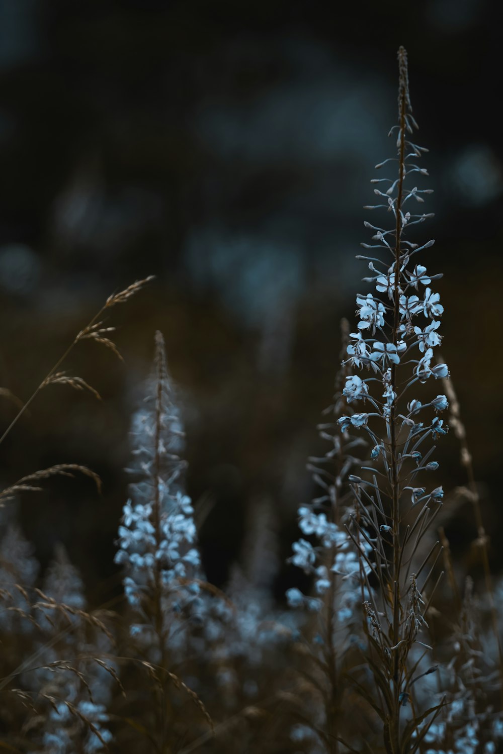 white petaled flower