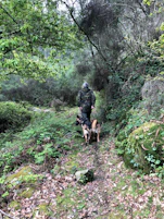 adult German Shepherd