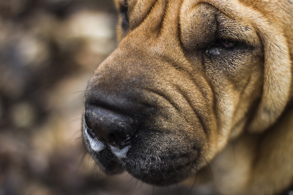 close view of brown dog face