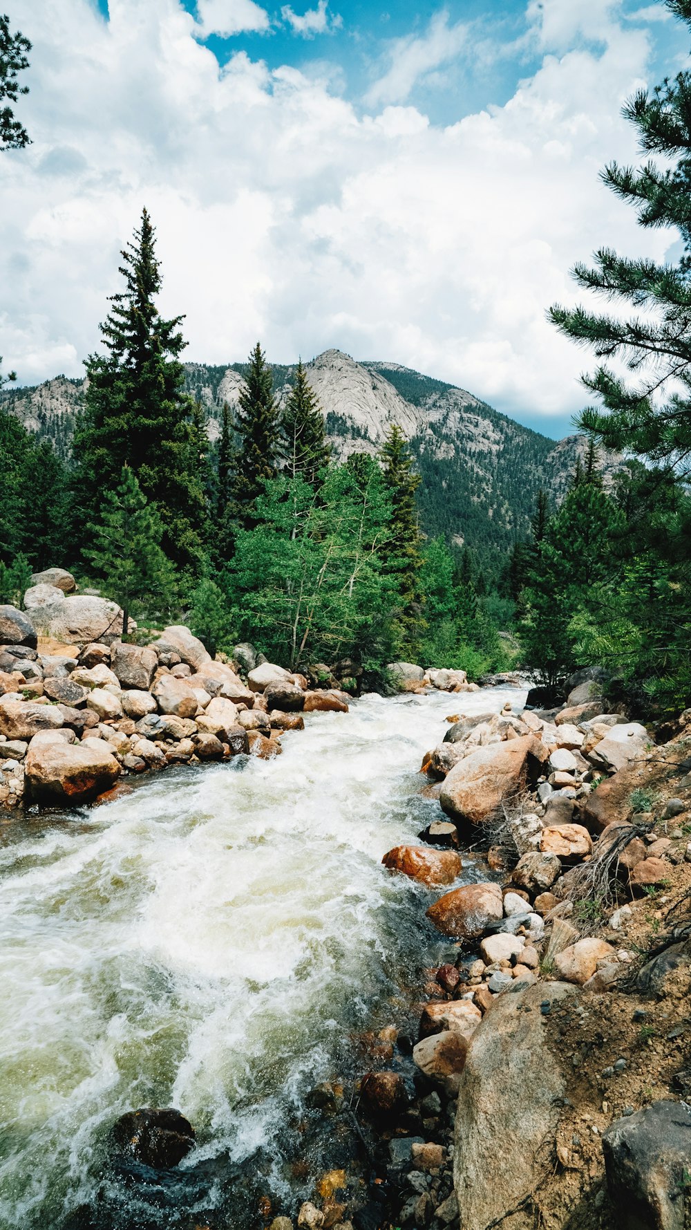 photography of river and pine trees