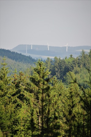 A lush forest with dense green coniferous trees extends into the distance. In the background, several wind turbines are visible on a slightly hazy horizon.