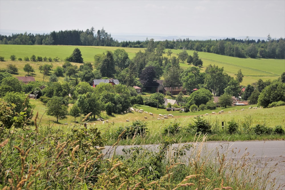 green grass field scenery