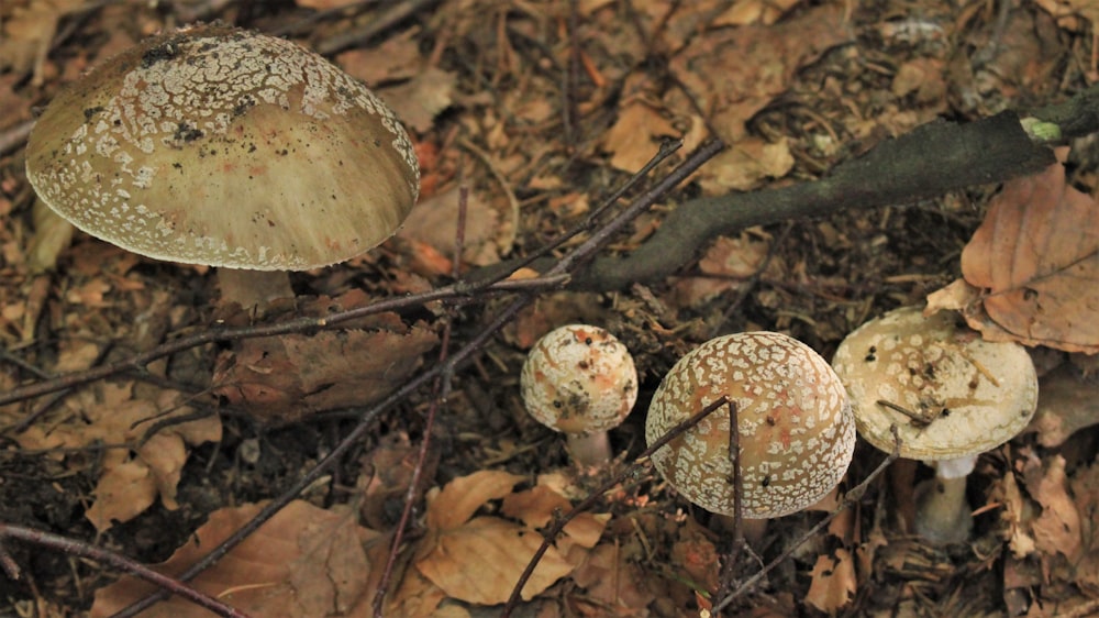 white mushrooms on fround