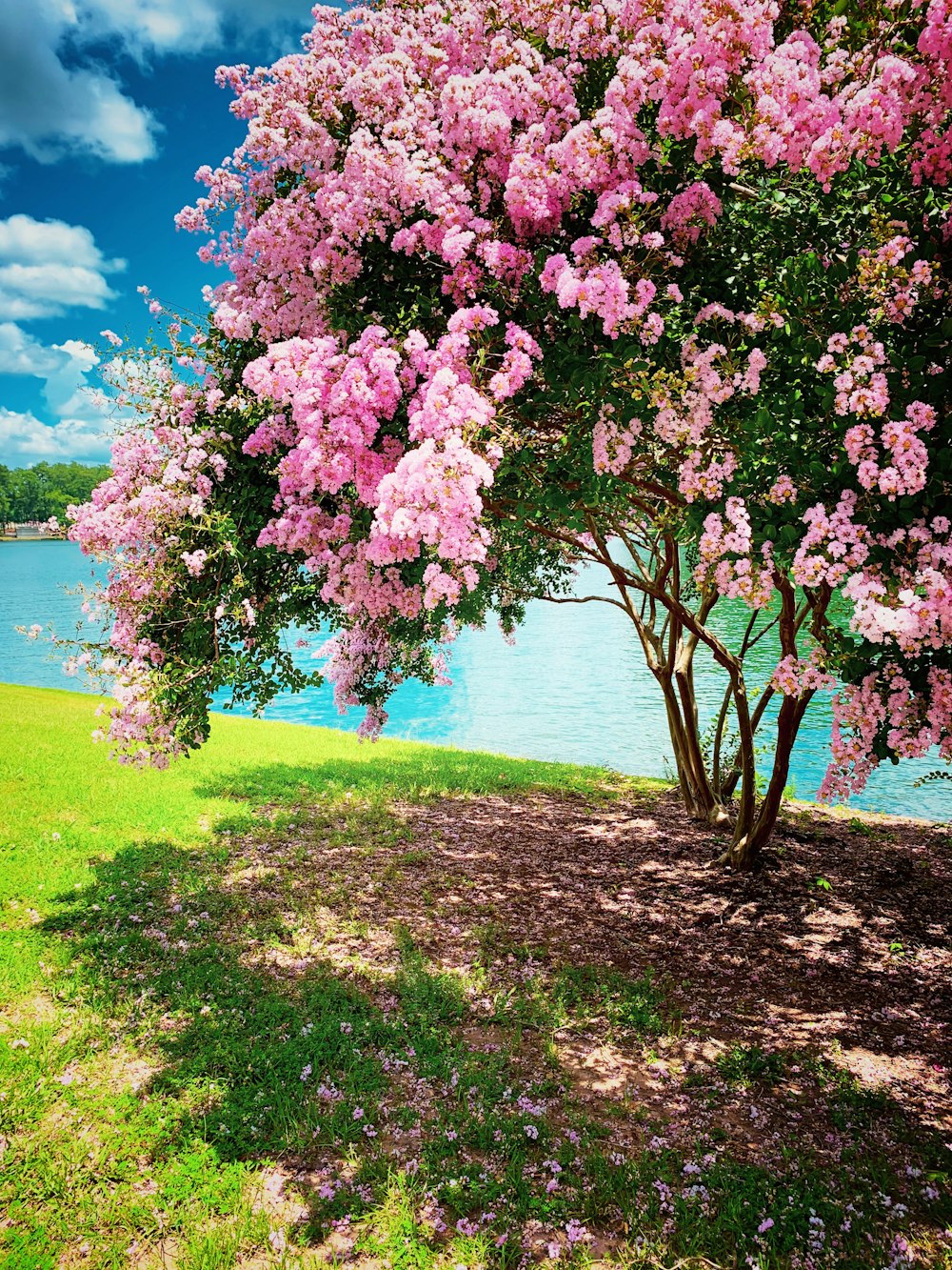 tree near ocean