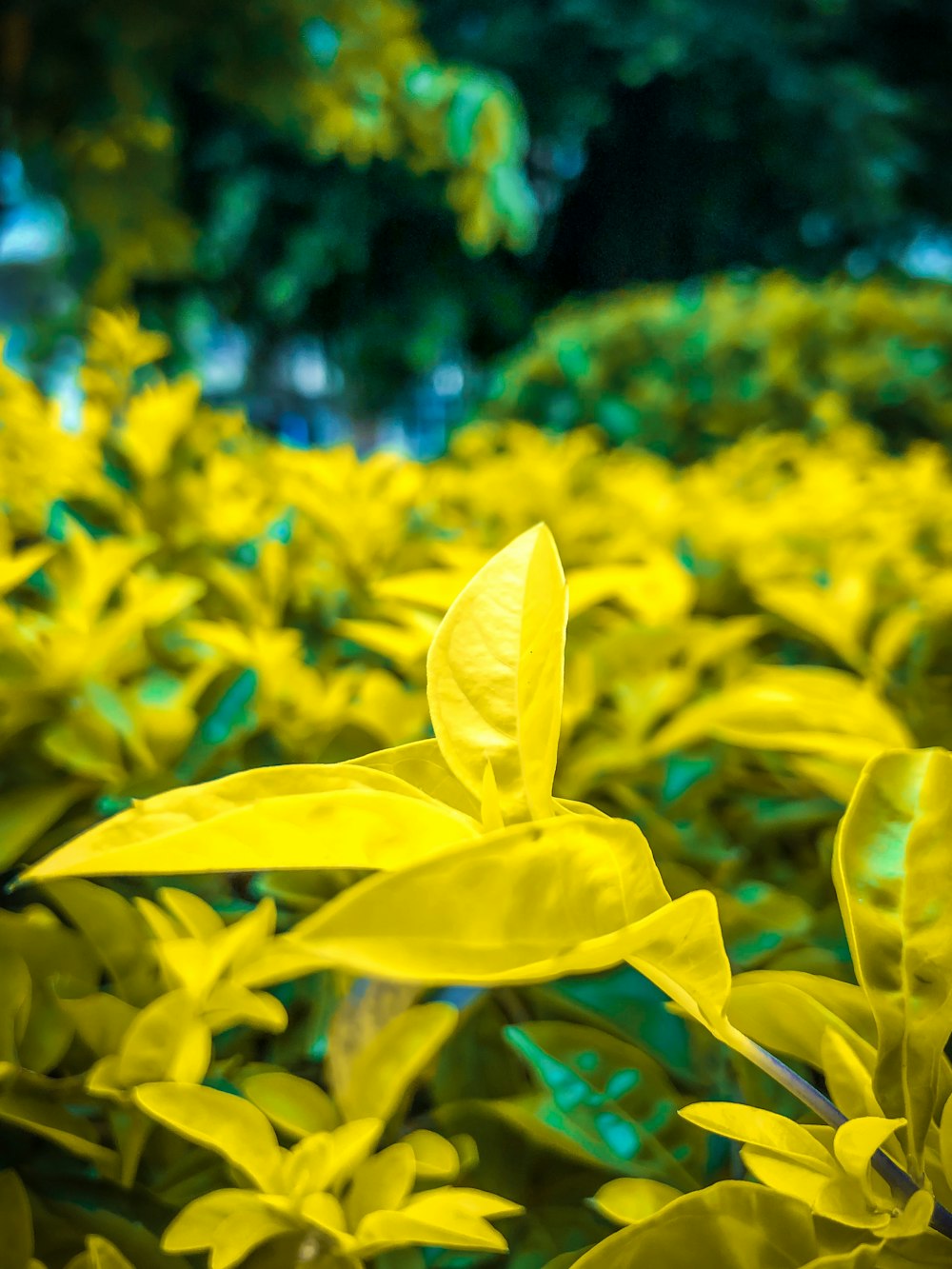 photo of yellow plant