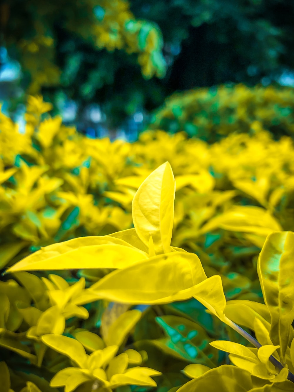 photo of yellow plant