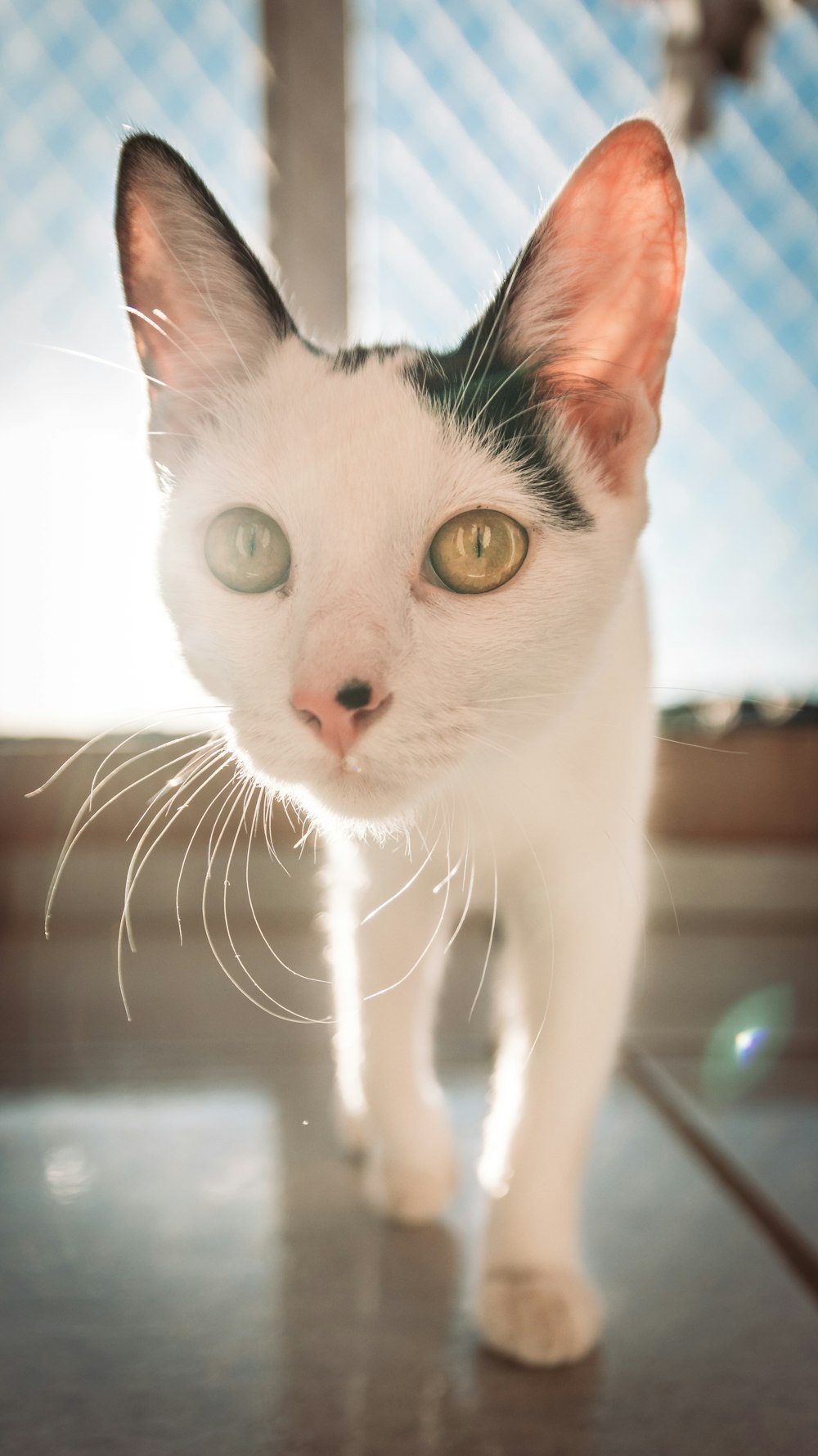 shallow focus photo of white cat