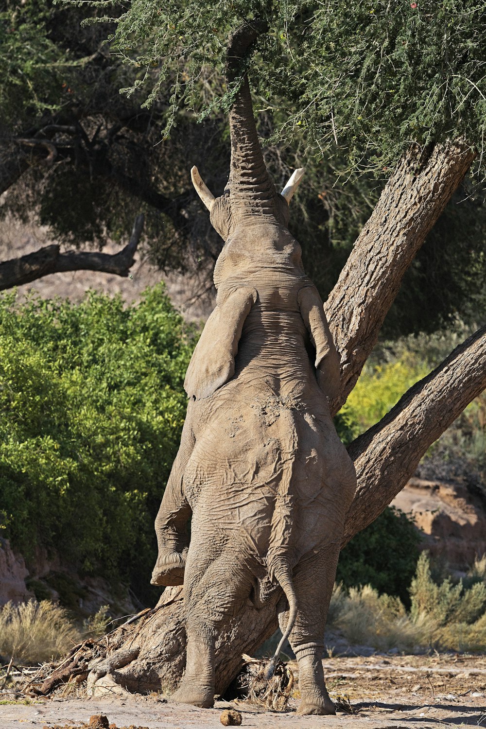 brown elephant at daytime