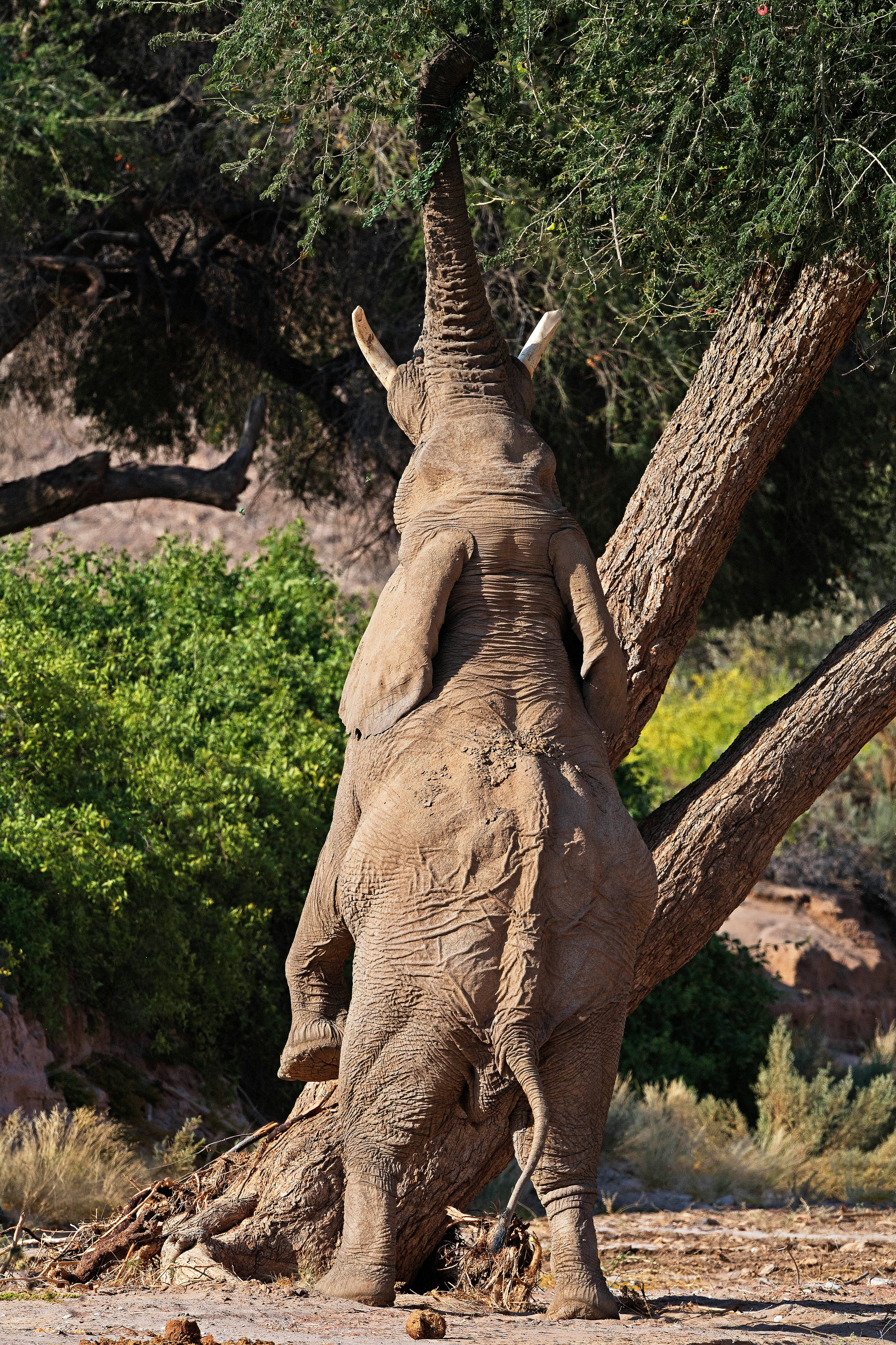 brown elephant at daytime