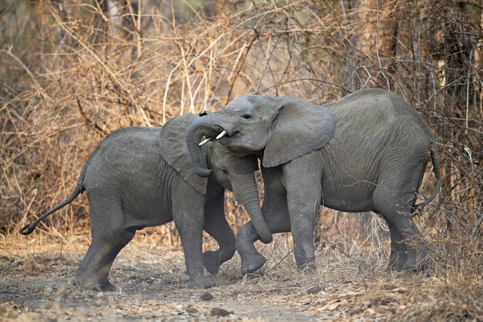 Nikon AF-S Nikkor 500mm F4E FL ED VR sample photo. Two brown elephants near photography