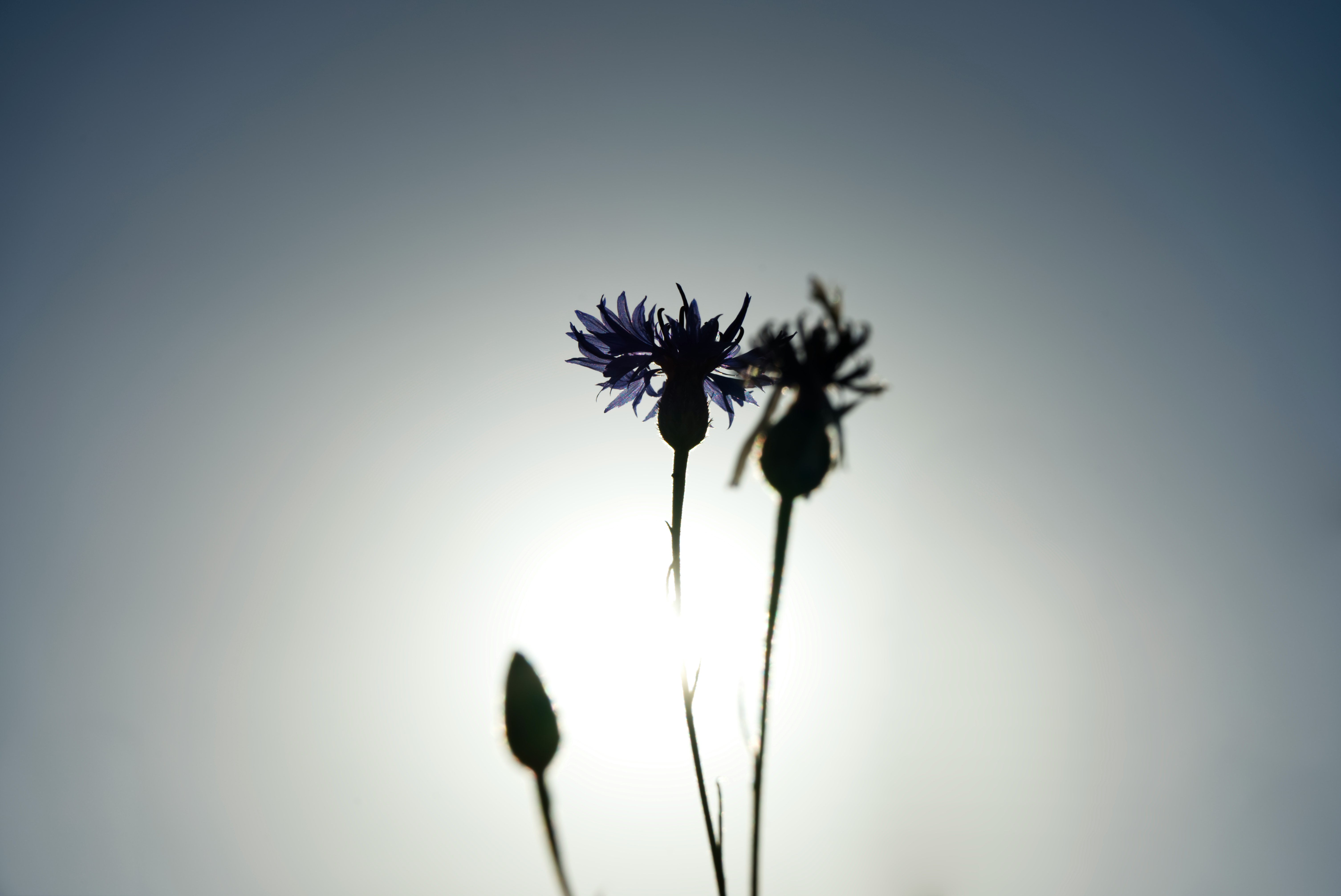 flowers during day