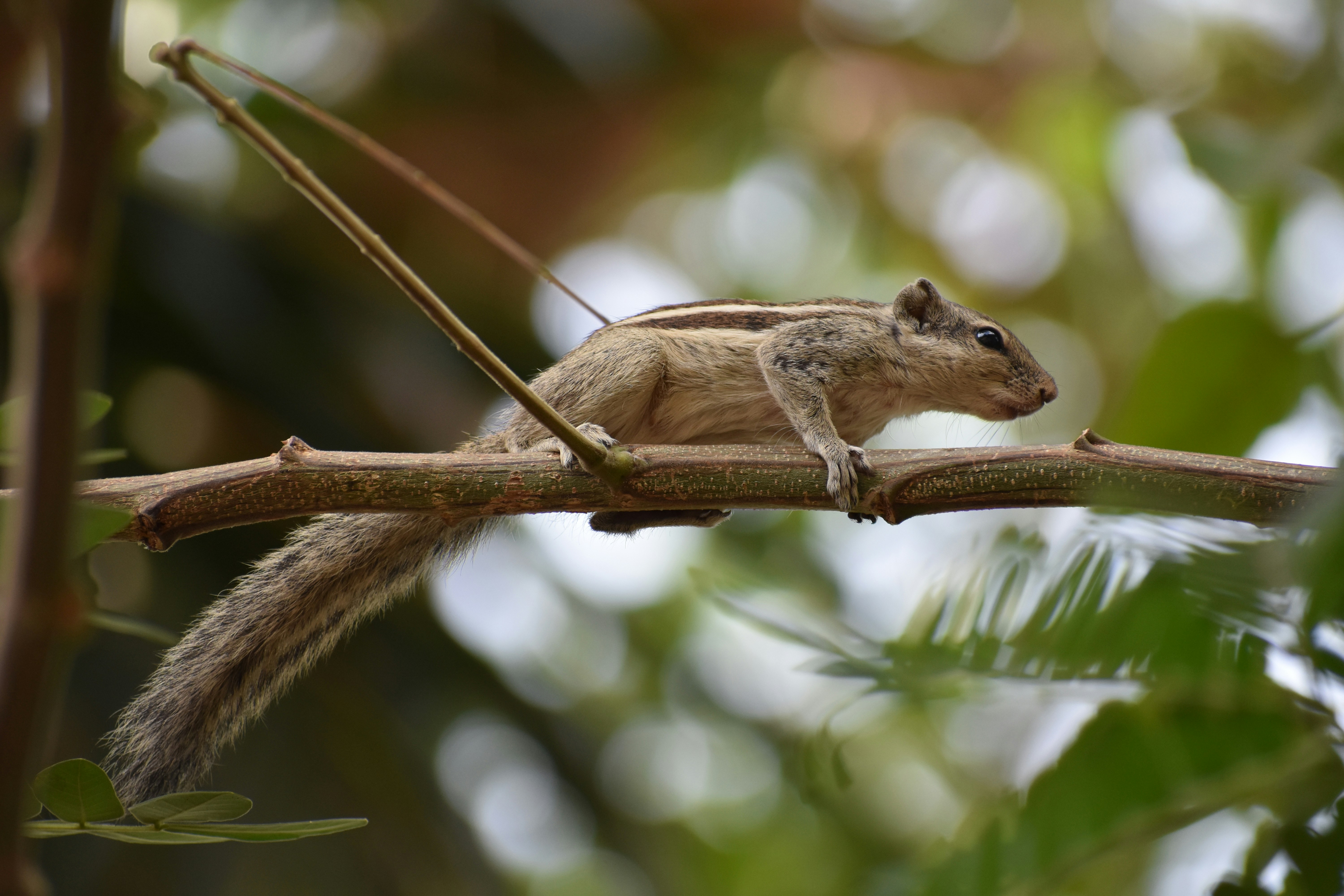 Photo by farhana_faruq_sayyed