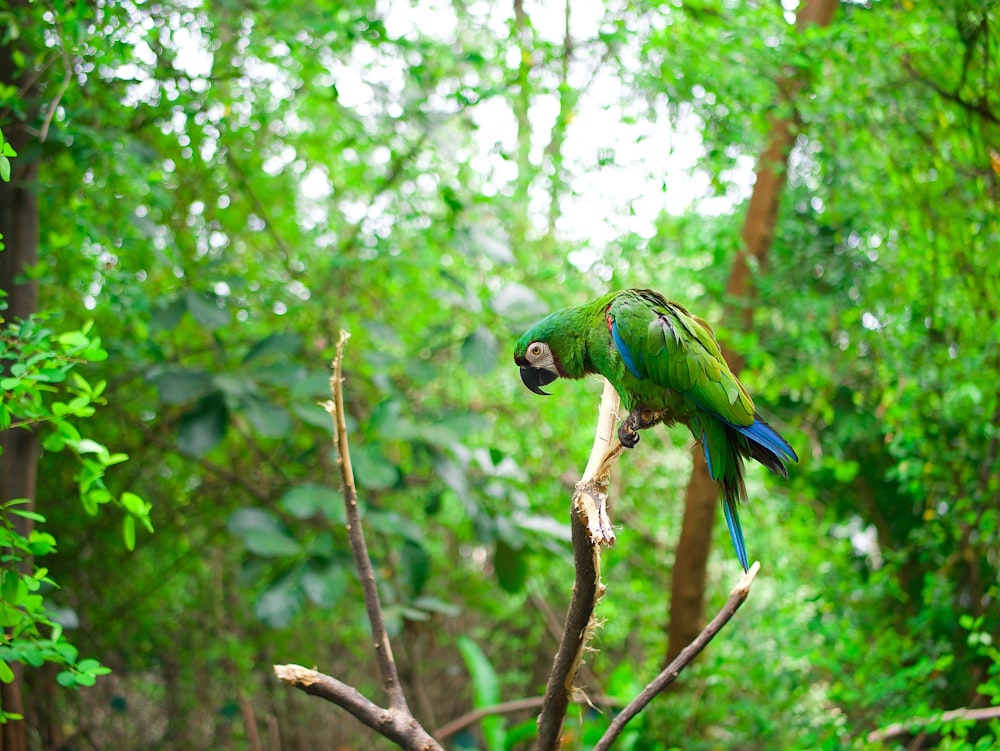 green and blue parrot pearch on tree