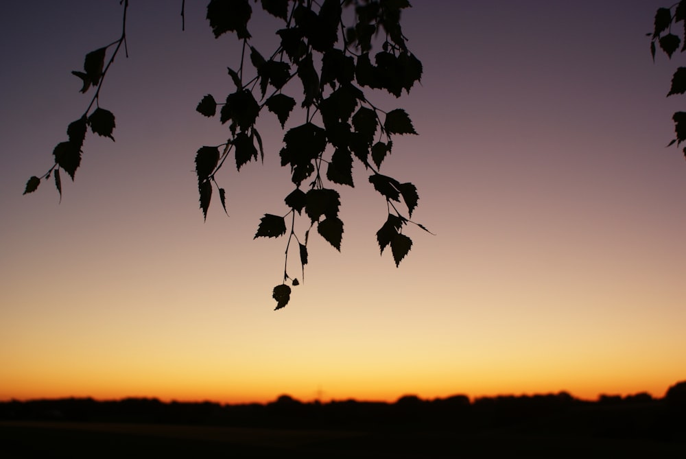 silhouette of leaves during golden hour
