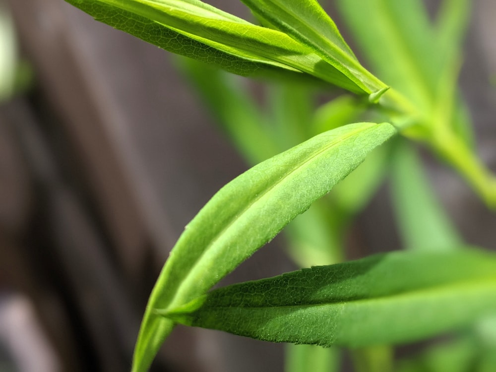 selective focus photography of green-leafed plant