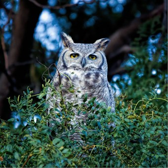 A great horned owl perched among lush green foliage, with its striking yellow eyes gazing forward. The owl's feathers are mottled with shades of gray and brown, and it is surrounded by dense branches and leaves. The background features blurry trees with dark tones, enhancing the owl's presence.