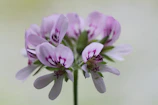 Close-up of delicate lavender and blush pink flowers arranged on a smooth gradient background.