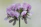 Close-up of a delicate lavender 3D printed keychain resting on a soft white fabric background.