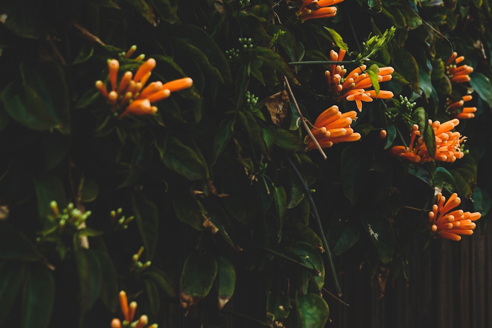 shallow focus photo of orange flowers