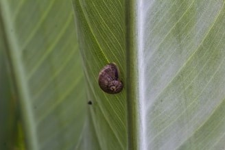 Close-up of a Helix aspersa snail on a green leaf, highlighting its natural texture.