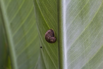 Close-up of a Helix aspersa snail on a green leaf, highlighting its natural texture.