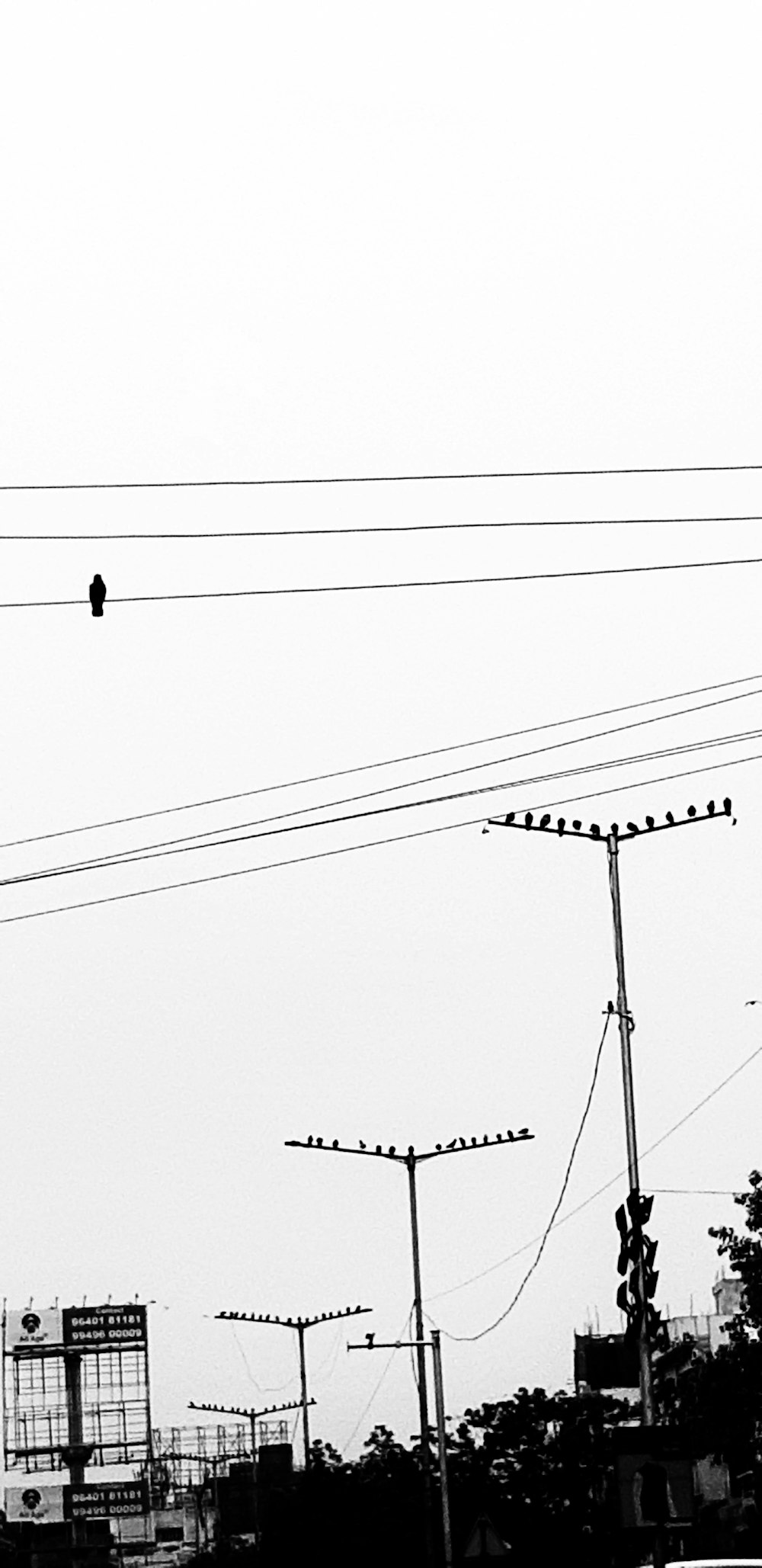 greyscale photo of bird on eletric wire\