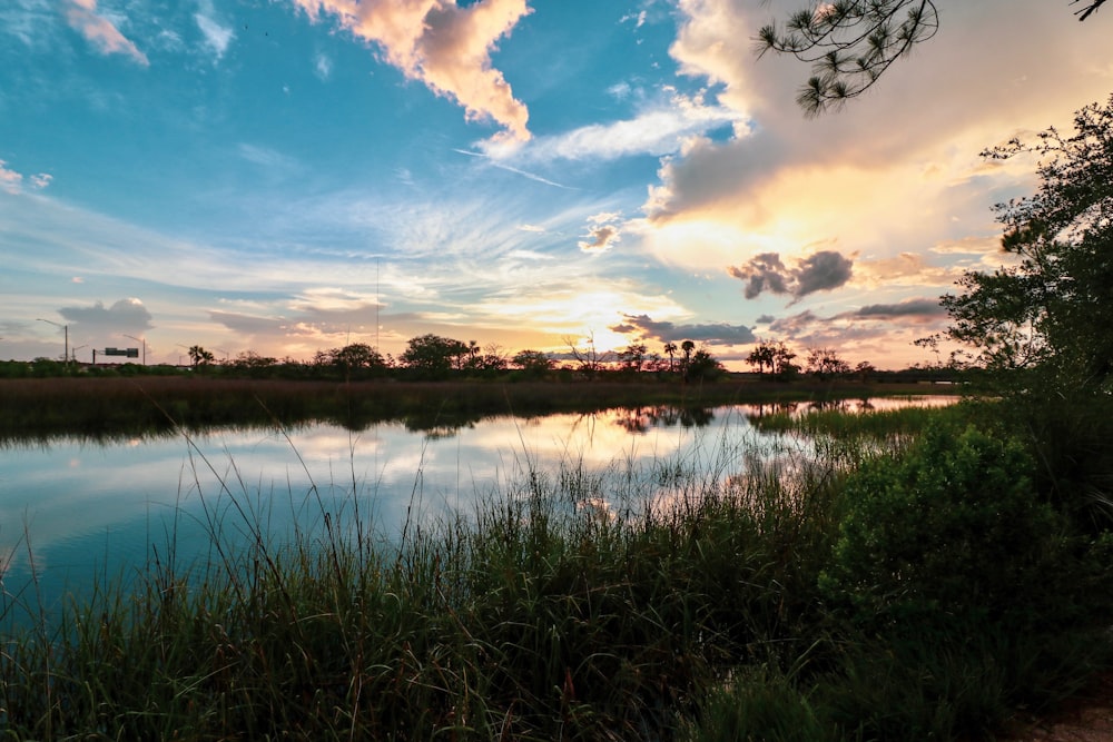 specchio d'acqua vicino alle piante