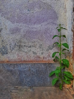 A small green plant emerges from a crack in an aged, textured wall, displaying resilience and growth. The wall has a rough surface with shades of purple, grey, and rust.