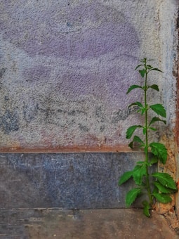 A small green plant emerges from a crack in an aged, textured wall, displaying resilience and growth. The wall has a rough surface with shades of purple, grey, and rust.