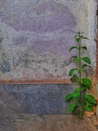 A small green plant emerges from a crack in an aged, textured wall, displaying resilience and growth. The wall has a rough surface with shades of purple, grey, and rust.