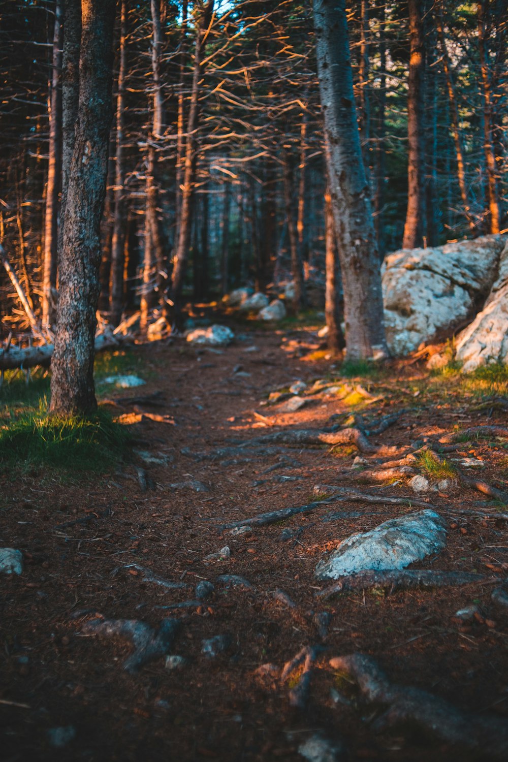 trees beside rocks